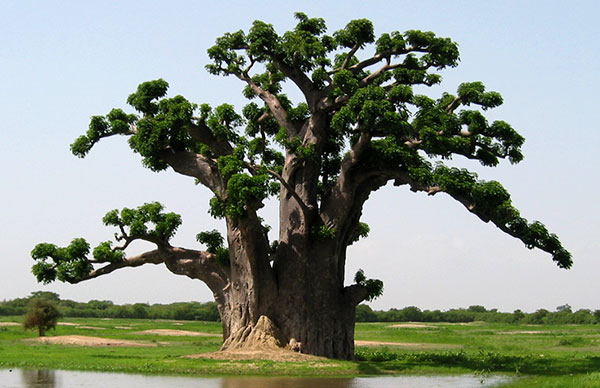 Consolato Senegal Sardegna